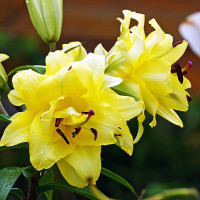 Луковицы Саженцы Лилия ОТ гибрид Exotic Sun (Экзотик Сан) (3шт.)