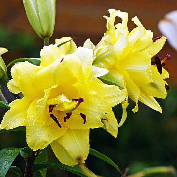 Луковицы Саженцы Лилия ОТ гибрид Exotic Sun (Экзотик Сан) (3шт.)