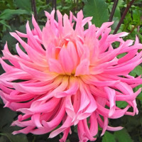 Саженцы Георгина Hollyhill Cotton Candy