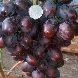 Саженцы Виноград Торнадо