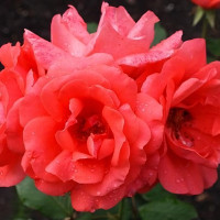 Саженцы Роза флорибунда Коралловый Сюрприз