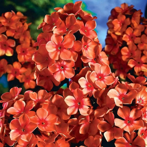 Саженцы Флокс Pünktchen (Пюнктхен)