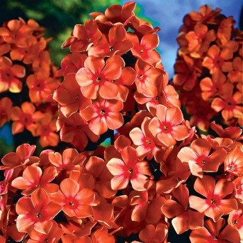 Саженцы Флокс Pünktchen (Пюнктхен)