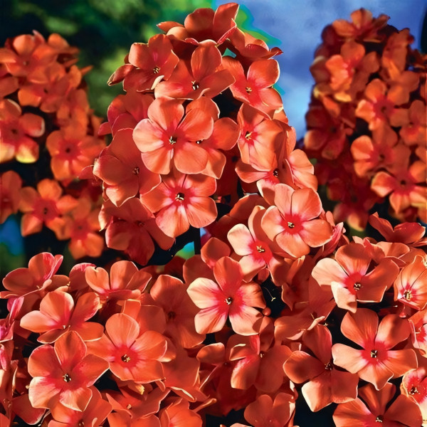 Саженцы Флокс Pünktchen (Пюнктхен)