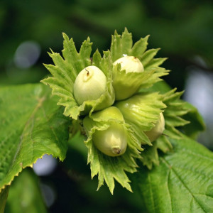 Саженцы Фундук Шедевр