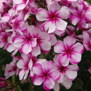 Саженцы Флокс Neon Flair (Неон Флэа)