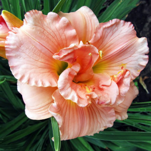 Саженцы Лилейник Siloat Double Classic (Силоат Дабл Классик)