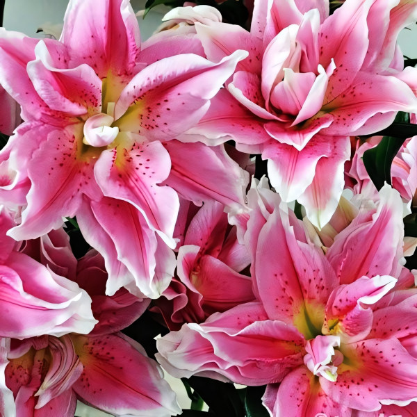 Луковицы  Лилия восточная Roselily Isabella (Розели Изабелла) (3шт.)