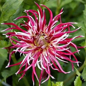 Саженцы Георгина кактусовая Hollyhill Spider Woman (Холлихил Спайдер Вумен)