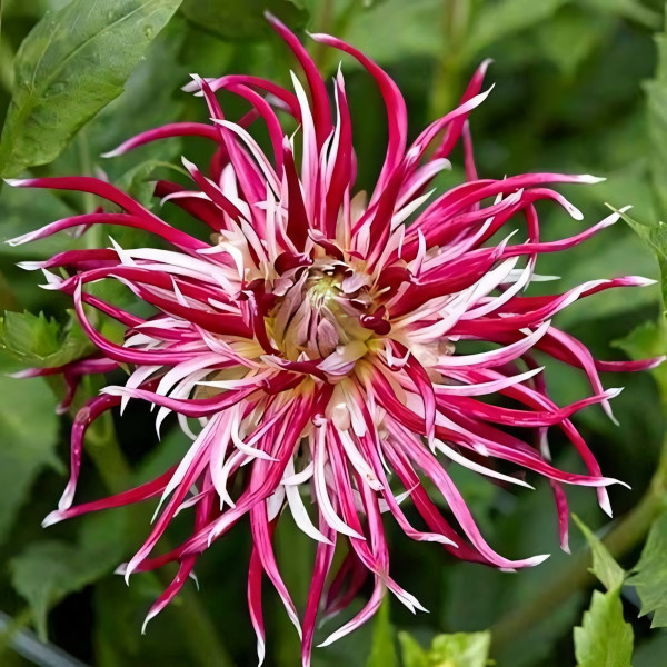 Саженцы Георгина кактусовая Hollyhill Spider Woman (Холлихил Спайдер Вумен)