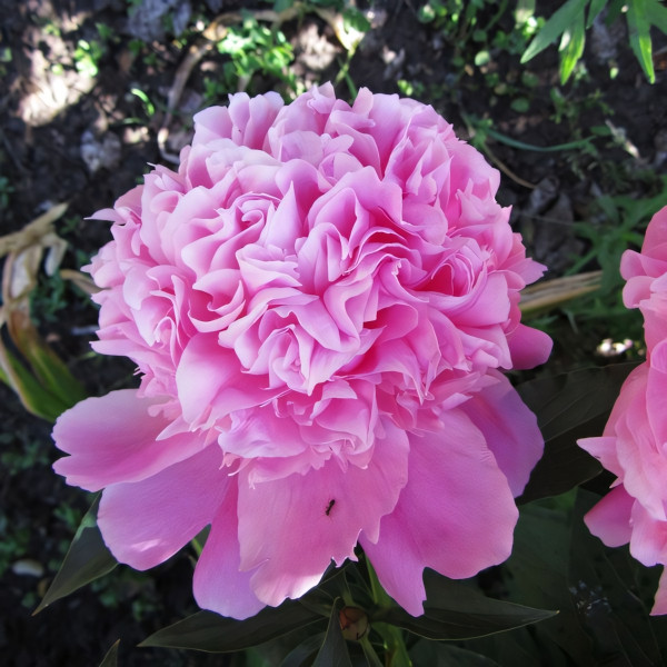 Саженцы Пион Dr. Alexander Fleming (Доктор Александр Флеминг)