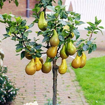 Саженцы Груша колоновидная Диалог