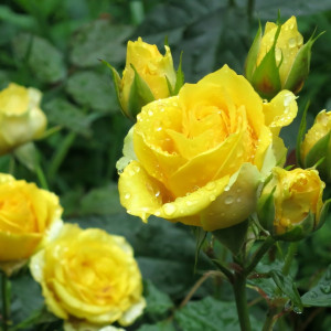 Саженцы Роза спрей Сан Сити