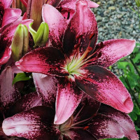 Луковицы  Лилия азиатская Purple Eye (Пурпл Ай) (3шт.)