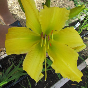 Саженцы Лилейник Ben Bachman (Бен Бачман)