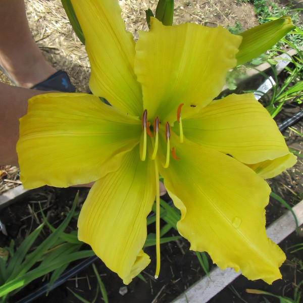 Саженцы Лилейник Ben Bachman (Бен Бачман)