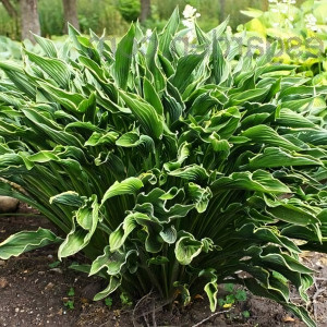Саженцы Хоста Praying Hands (Прэйинг Хэндс) М