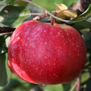 Саженцы Яблоня Эра (красная мякоть)