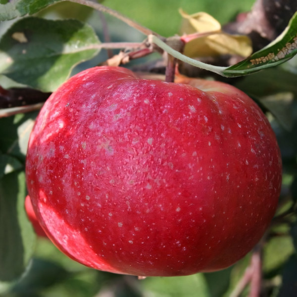 Саженцы Яблоня Эра (красная мякоть)
