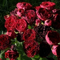 Саженцы Роза спрей Ред Сенсейшн