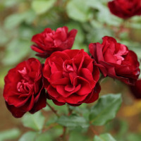 Саженцы Роза флорибунда Лаваглут