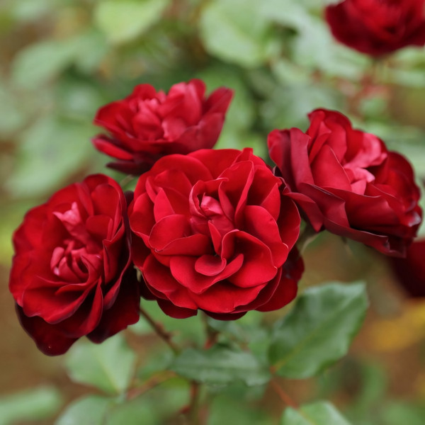 Саженцы Роза флорибунда Лаваглут