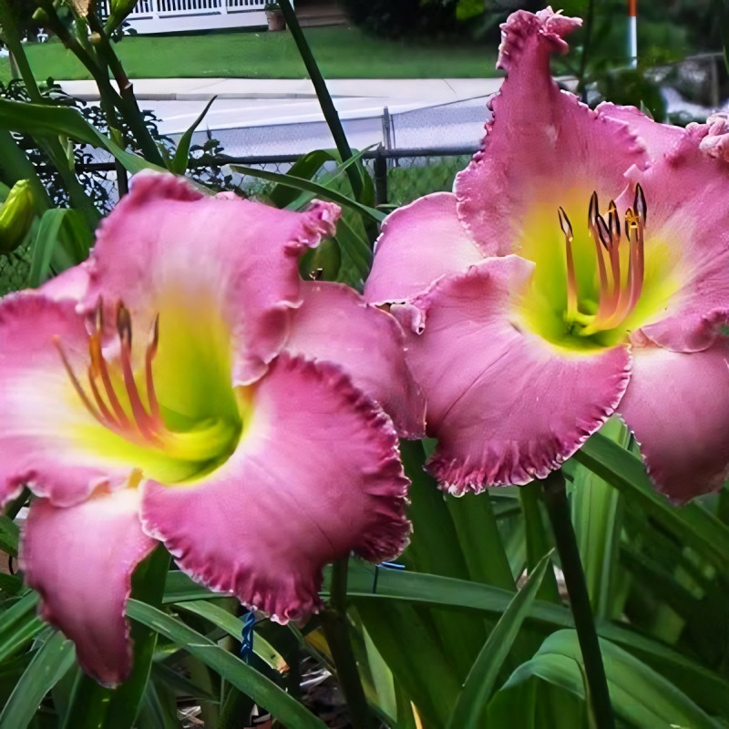 Саженцы Лилейник LaLa Fabulosa (ЛаЛа Фабулоса)