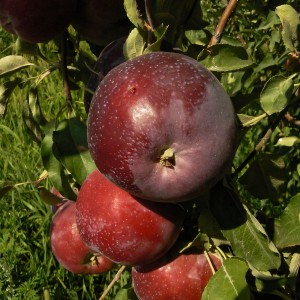 Саженцы Яблоня Вильямс Прайд