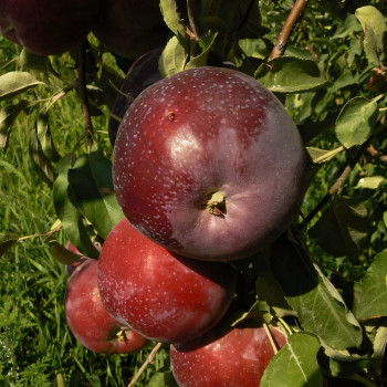 Саженцы Яблоня Вильямс Прайд