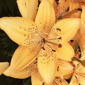  Лилия азиатская Apricot Joy (Априкот джой)