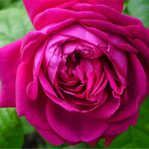 Саженцы Роза английская Янг Люсидас