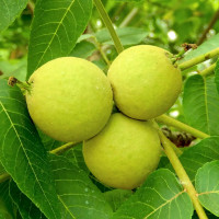 Саженцы Орех грецкий Черный