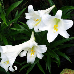  Лилия длинноцветковая Carpino (Карпино)
