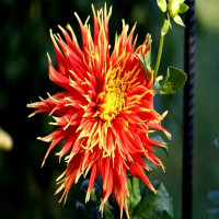 Саженцы Георгина Show'n'Tell