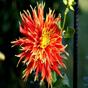 Саженцы Георгина Show'n'Tell