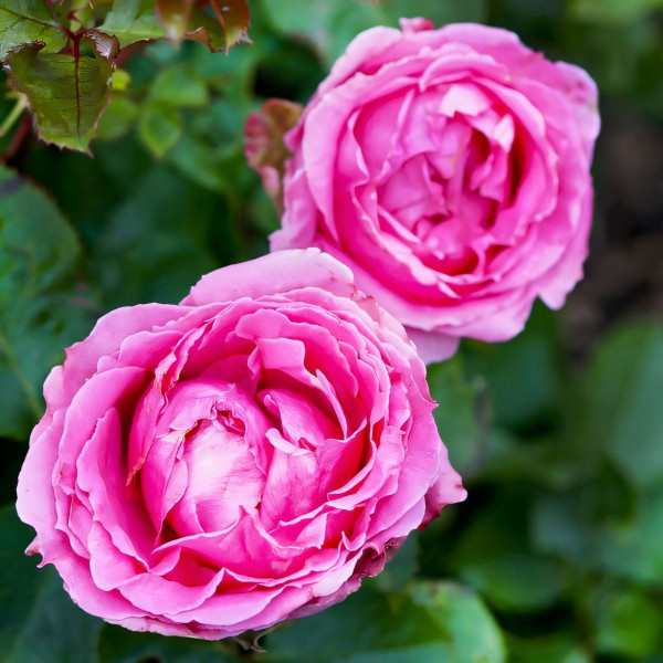 Саженцы Роза чайно-гибридная Огюст Ренуар