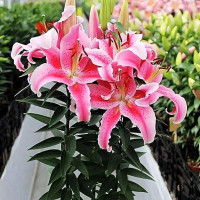 Луковицы  Лилия восточная Rapid Romance (Рапид Романс) (3шт.)