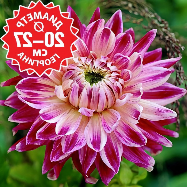 Саженцы Георгина Vancouver