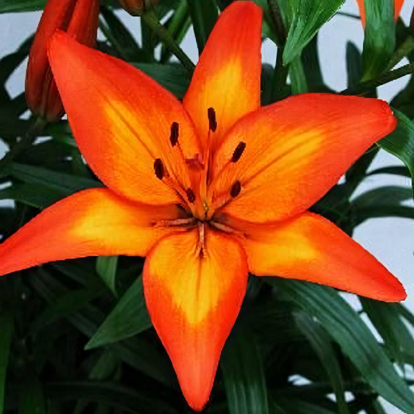 Луковицы  Лилия Фиамма (3шт.)