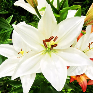  Лилия ЛА гибрид Bright Diamond (Брайт Диамонд)