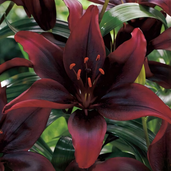 Луковицы  Лилия  Mapira (Мапира) (3шт.)