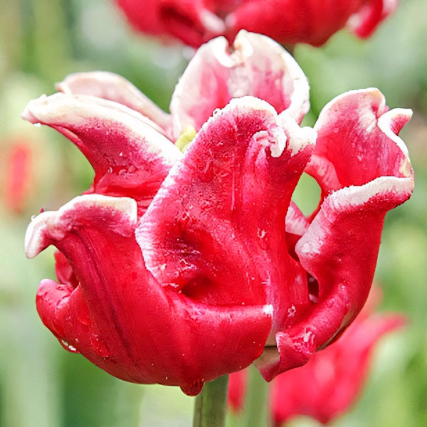 Луковицы Тюльпан Триумф Элегант Краун (в упаковке - 3шт.)