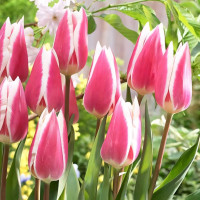 Луковицы Тюльпан Триумф Эрли Сюрпрайз (в упаковке - 3шт.)