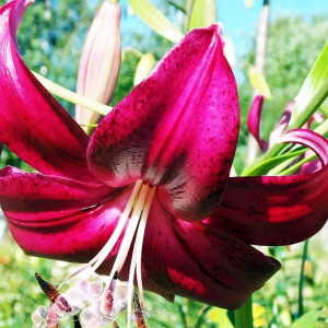  Лилия тигровая Purple Marble (Пурпл Марбл)