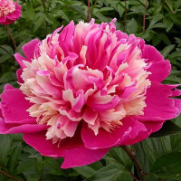 Саженцы Пион Daydream (Дэйдрим)