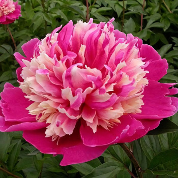 Саженцы Пион Daydream (Дэйдрим)