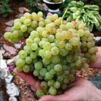 Саженцы Виноград кишмиш Венгерский