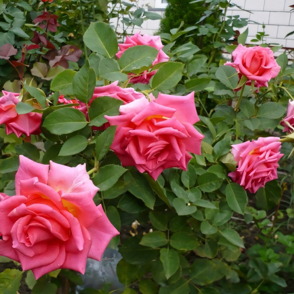 Саженцы Роза чайно-гибридная Шокинг Версилия