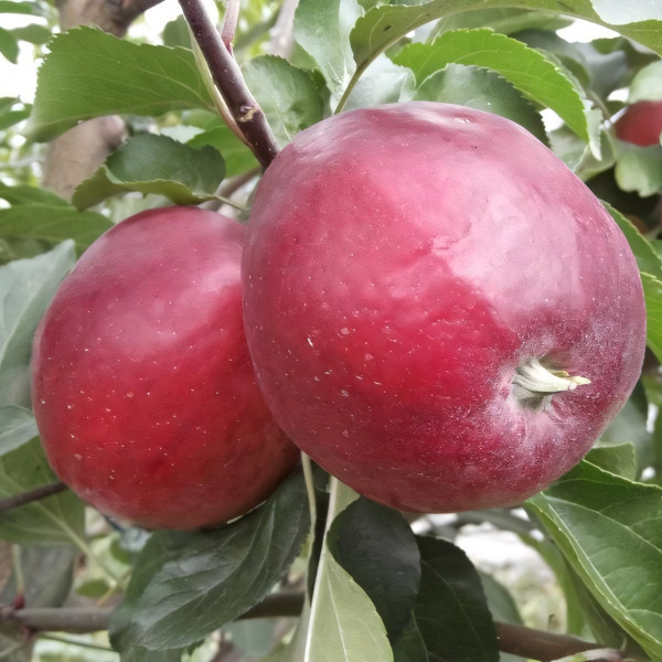 Саженцы Яблоня Моди