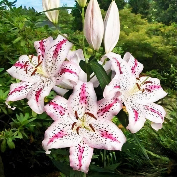 Луковицы  Лилия восточная Solution (Солюшн) (3шт.)